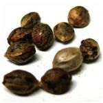 Семена марихуаны АК-47  (Seeds AK-47) в Баксане
